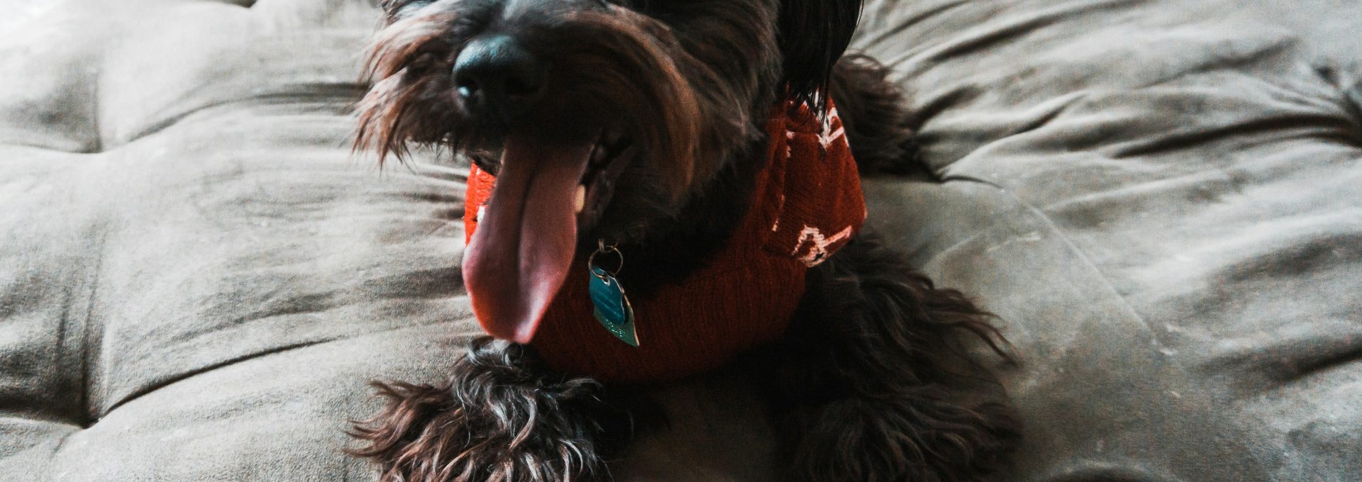 long-coated black dog on bed
