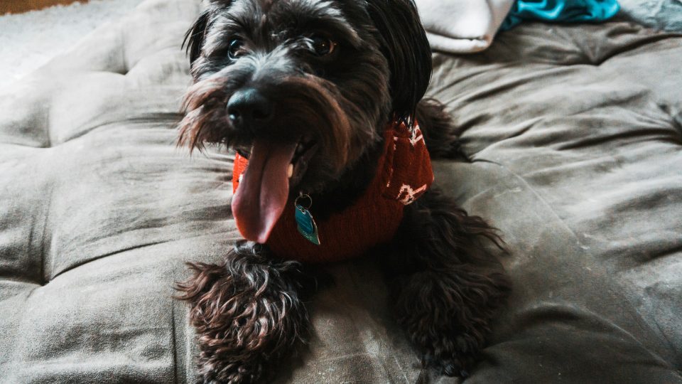 long-coated black dog on bed